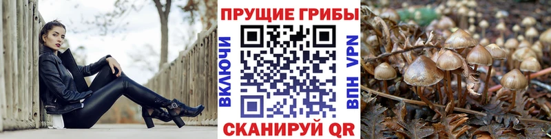 Галлюциногенные грибы Psilocybine cubensis  продажа наркотиков  Западная Двина 